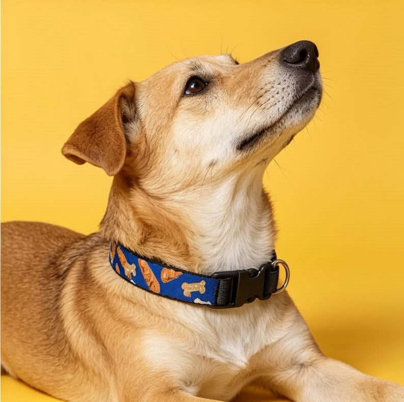Blue dog Collar