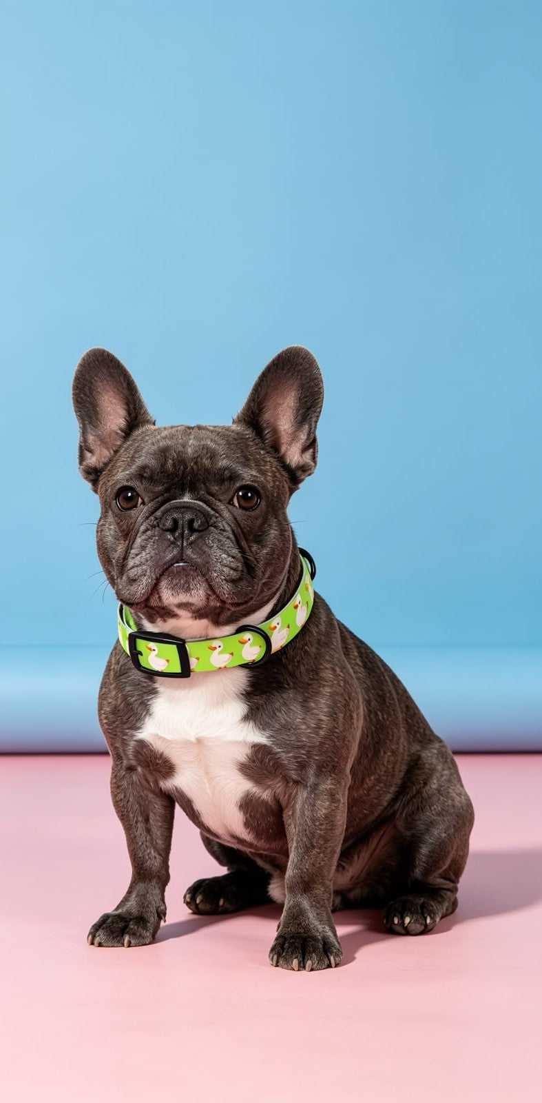 Duck Dog Collar