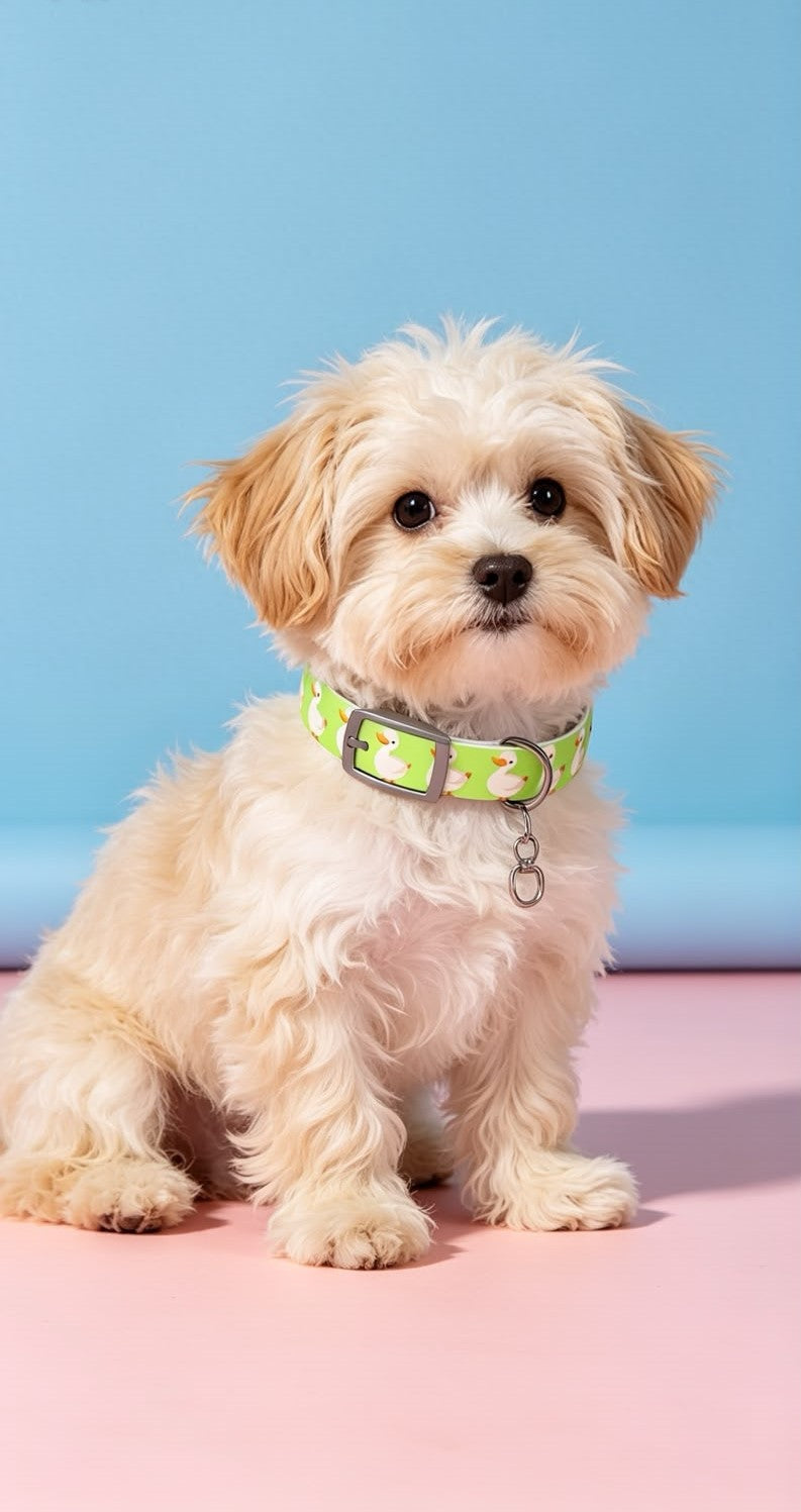 Duck Dog Collar