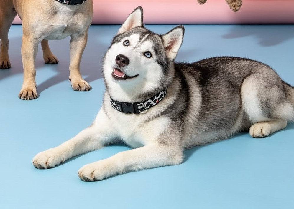 Dalmatian Collar