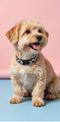 Dalmatian Collar