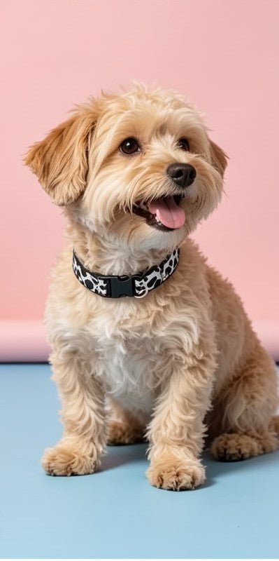 Dalmatian Collar