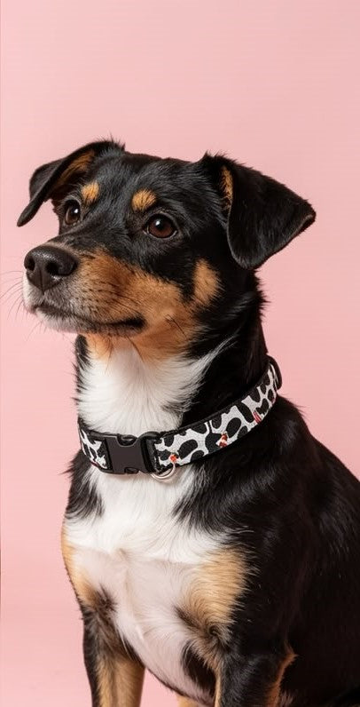 Dalmatian Collar